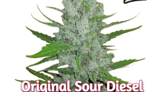 Original Sour Diesel Auto Feminized Seeds