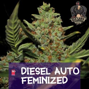 Diesel Auto