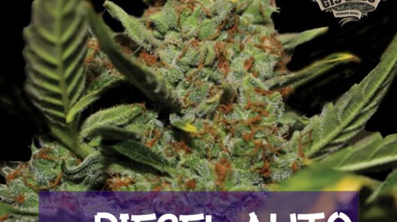 Diesel Auto