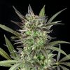 Blue Venom Feminized Seeds