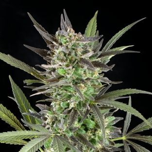 Blue Venom Feminized Seeds