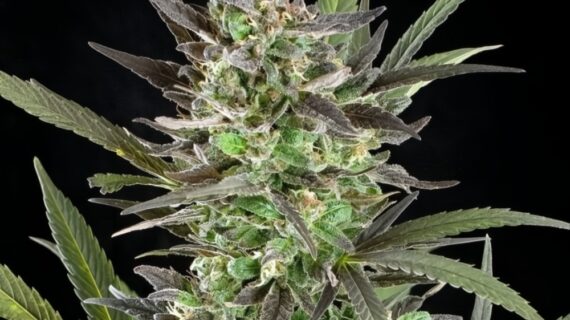 Blue Venom Feminized Seeds