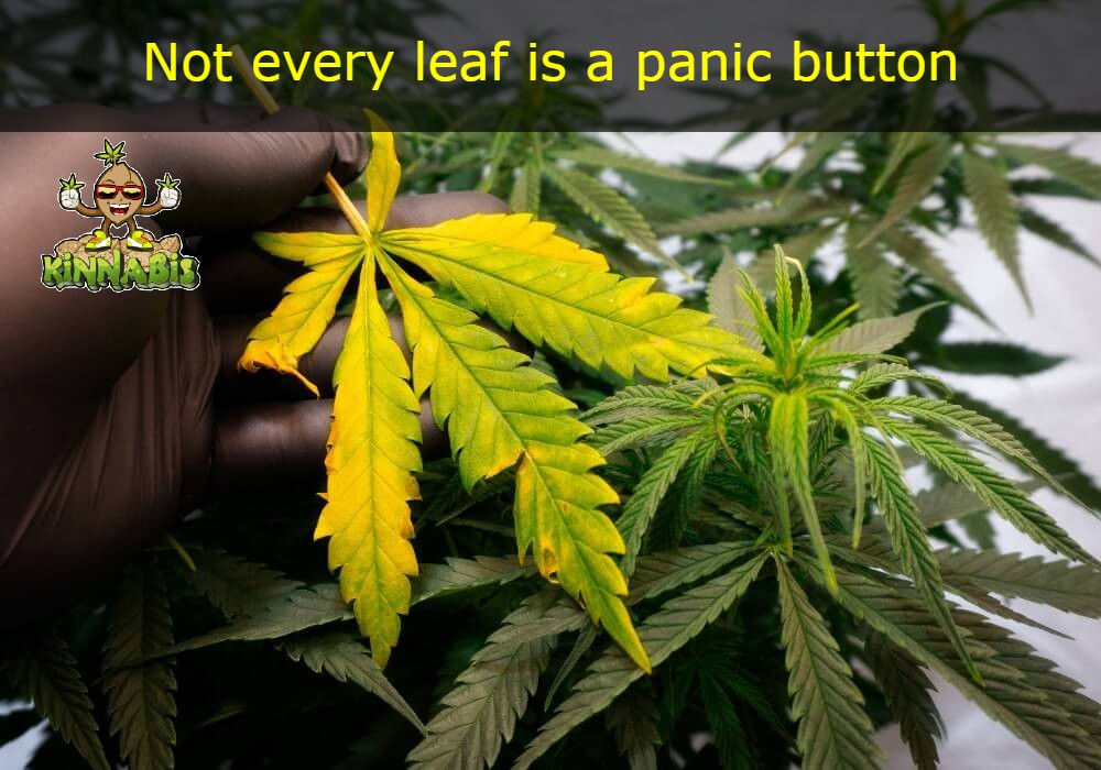 Top 5 Mistakes to Avoid When Growing Auto-flowering Cannabis Seeds