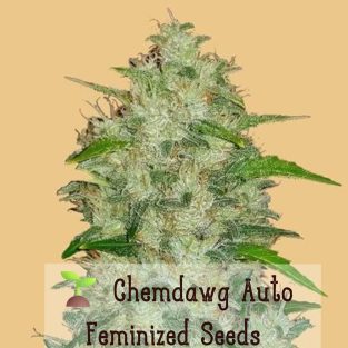 chemdawg auto