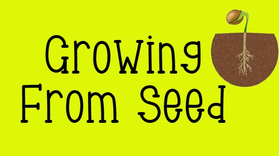 Growing Seeds