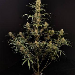 Original Jack Herer Auto Feminized Seeds