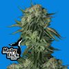 Moby Dick Auto