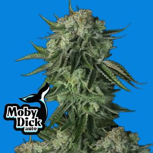 Moby Dick Auto