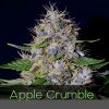 Apple Crumble Feminized Seeds