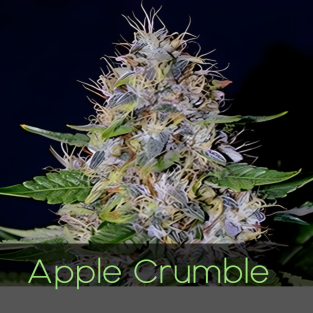 Apple Crumble Feminized Seeds