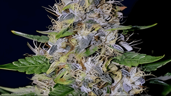 Apple Crumble Feminized Seeds