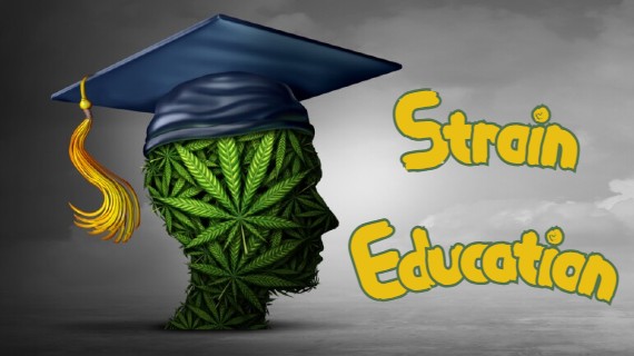 cannabis strain education