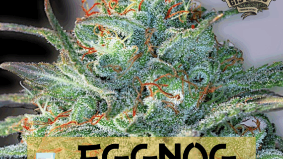 🥛 Eggnog OG