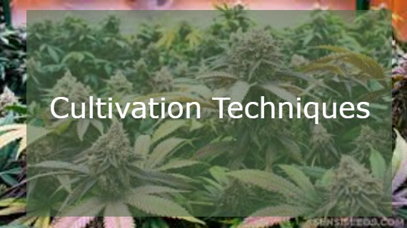 🪴 Cultivation Techniques