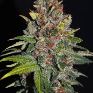 Tropical Punch Feminized Seeds