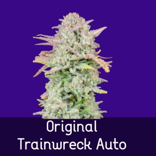 Original Trainwreck Auto Feminized Seeds