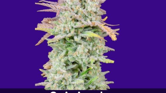 Original Trainwreck Auto Feminized Seeds