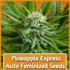 Pineapple Express Auto Feminized Seeds