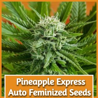 Pineapple Express Auto Feminized Seeds