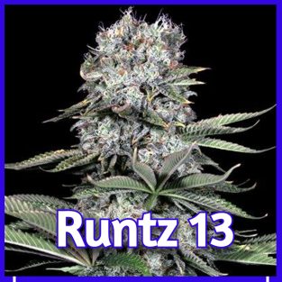 Runtz 13