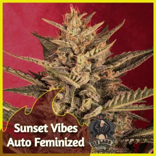 🌅 Sunset Vibes Auto Feminized Seeds