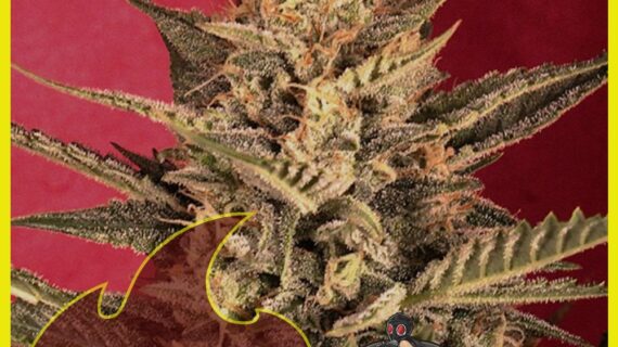 🌅 Sunset Vibes Auto Feminized Seeds