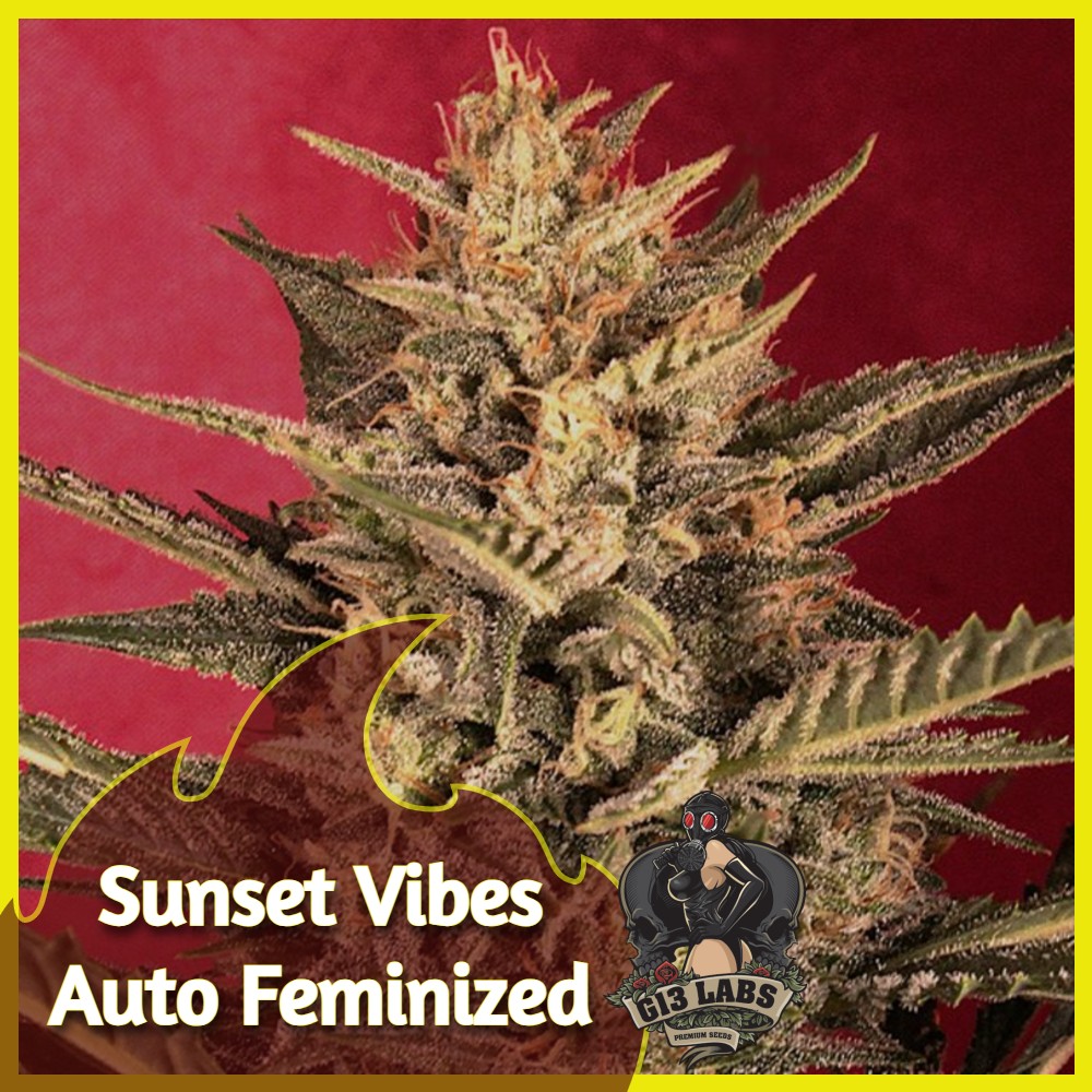 🌅 Sunset Vibes Auto Feminized Seeds
