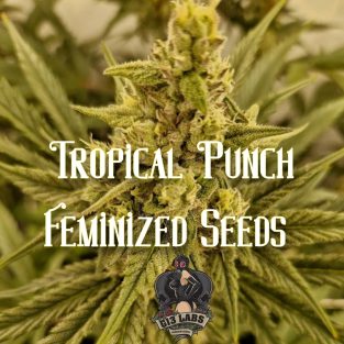 Tropical Punch Feminized Seeds - 5