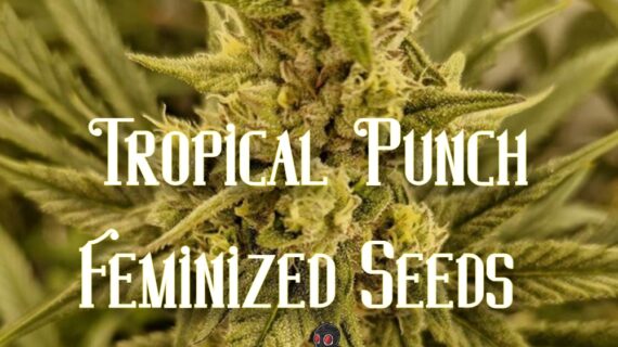 Tropical Punch Feminized Seeds - 5