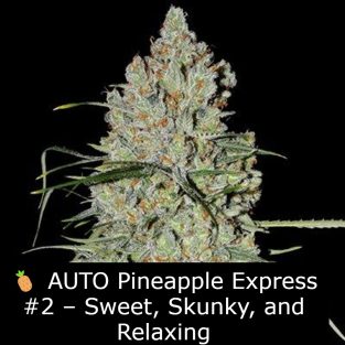 🍍 AUTO Pineapple Express #2 – Sweet, Skunky, and Powerfully Relaxing