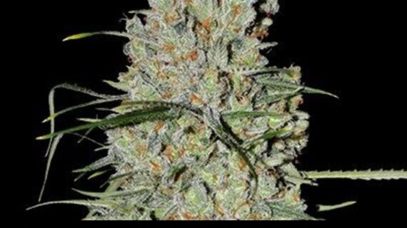 🍍 AUTO Pineapple Express #2 – Sweet, Skunky, and Powerfully Relaxing