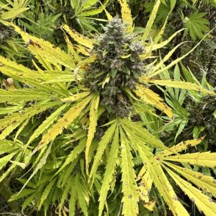 Strawberry Frosty Feminized Seeds