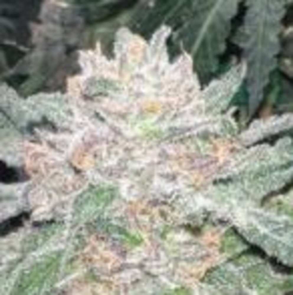 Strawberry Frosty Feminized Seeds - Image 3