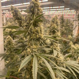 Strawberry Canyon Feminized Seeds