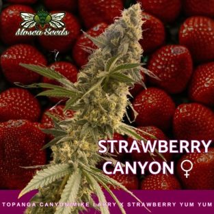 Strawberry Canyon Feminized Seeds