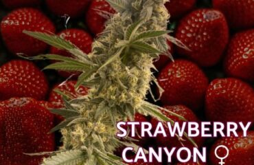 Strawberry Canyon Feminized Seeds