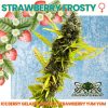 Strawberry Frosty Feminized Seeds