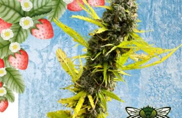 Strawberry Frosty Feminized Seeds