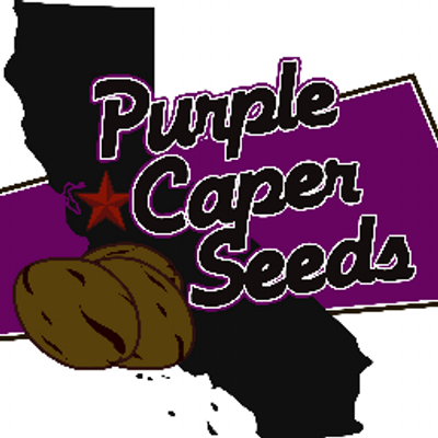 Purple Caper Seeds