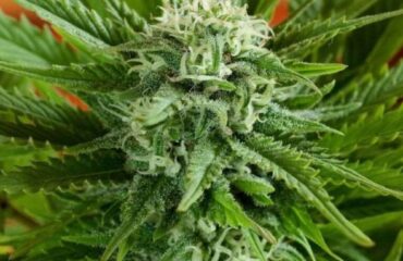Pineapple Express Auto Feminized Seeds