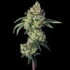 Lemon Prime Feminized Seeds by Happy Valley Genetics—Motorbreath #15 x Super Lemon Haze #119. High THC, citrus-gas aroma, fast growth, big yields.