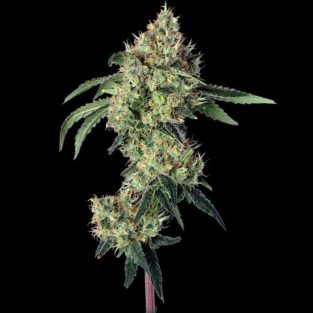 Lemon Prime Feminized Seeds by Happy Valley Genetics—Motorbreath #15 x Super Lemon Haze #119. High THC, citrus-gas aroma, fast growth, big yields.
