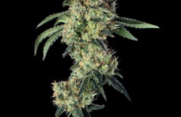 Lemon Prime Feminized Seeds by Happy Valley Genetics—Motorbreath #15 x Super Lemon Haze #119. High THC, citrus-gas aroma, fast growth, big yields.