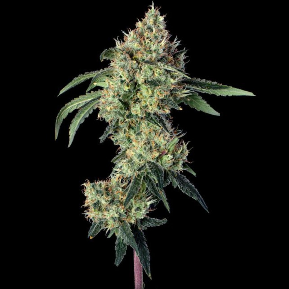 Lemon Prime Feminized Seeds by Happy Valley Genetics—Motorbreath #15 x Super Lemon Haze #119. High THC, citrus-gas aroma, fast growth, big yields.