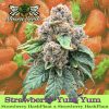Strawberry Yum Yum Feminized Seeds