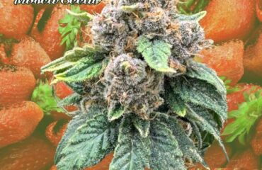 Strawberry Yum Yum Feminized Seeds