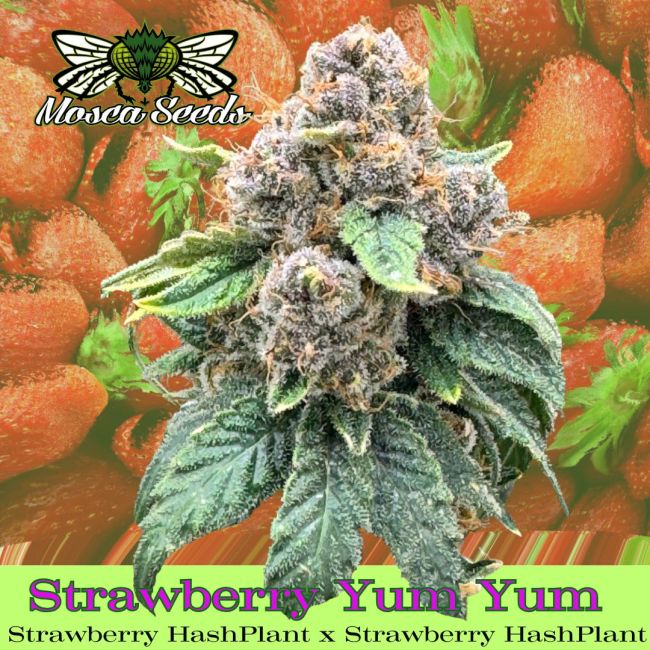 Strawberry Yum Yum Feminized Seeds