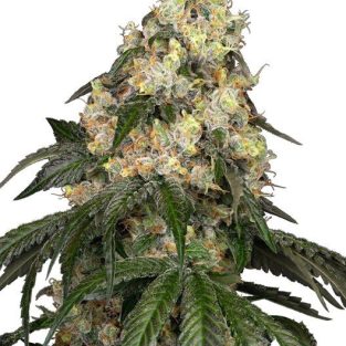 White Biscotti OG XXL Feminised Seeds