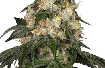 White Biscotti OG XXL Feminised Seeds