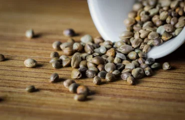 Cannabis Seeds Kinnabis Seed Bank USA